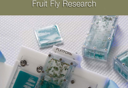 Fruit Fly Research