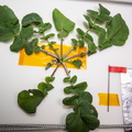 nasa2explore_50805019947_Radish_leaves_cut_from_the_bulb_on_the_station.jpg