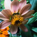 zinnias_24569540931_o.jpg