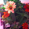 zinnias_24634348595_o.jpg